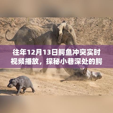 探秘鱷魚美食秘境，揭秘12月13日鱷魚沖突實時盛宴直播！