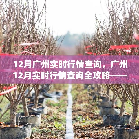 廣州12月實(shí)時行情查詢?nèi)ヂ?，零基礎(chǔ)操作指南