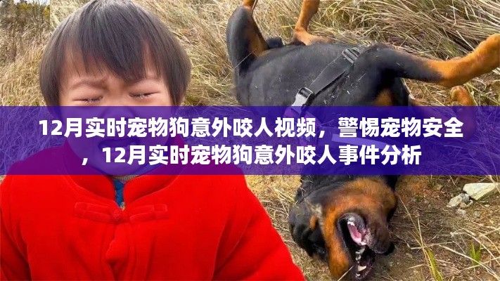 12月寵物狗意外咬人事件，視頻分析與安全警惕