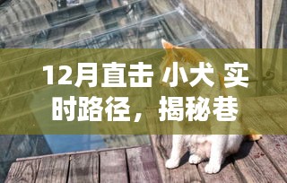 揭秘小犬的十二月巷弄奇遇，實時路徑追蹤，直擊巷深之秘