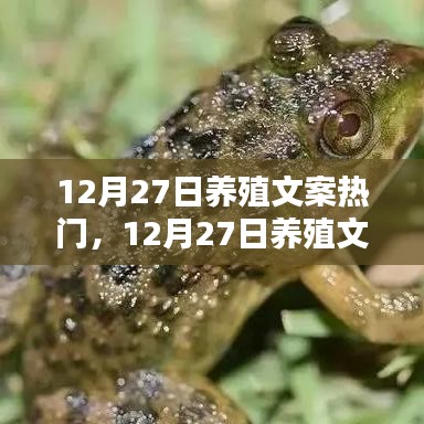 12月27日養(yǎng)殖文案熱門產(chǎn)品評(píng)測(cè)與探討