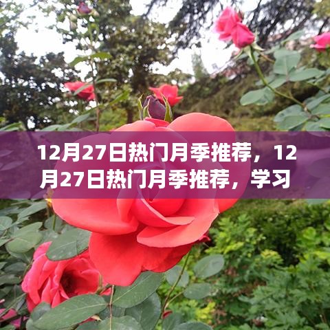 12月27日熱門月季推薦，學(xué)習(xí)變化，展現(xiàn)自信與成就之花