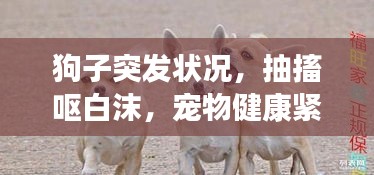狗子突發(fā)狀況，抽搐嘔白沫，寵物健康緊急警示！
