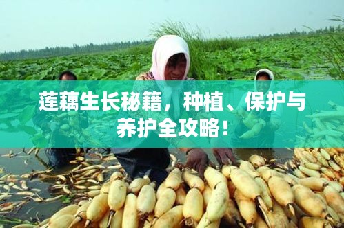 蓮藕生長(zhǎng)秘籍，種植、保護(hù)與養(yǎng)護(hù)全攻略！