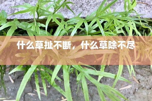 什么草扯不斷，什么草除不盡 
