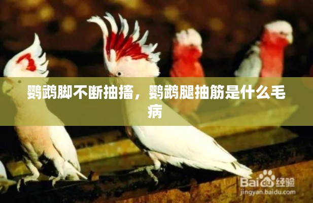 鸚鵡腳不斷抽搐，鸚鵡腿抽筋是什么毛病 