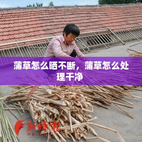 蒲草怎么曬不斷，蒲草怎么處理干凈 