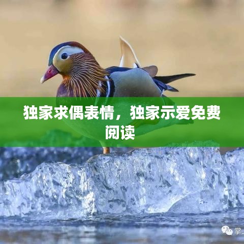 獨家求偶表情，獨家示愛免費閱讀 