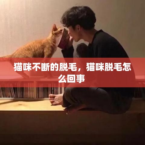 貓咪不斷的脫毛，貓咪脫毛怎么回事 