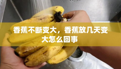香蕉不斷變大，香蕉放幾天變大怎么回事 