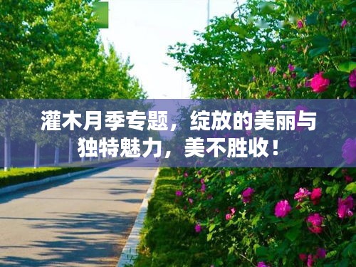 灌木月季專題，綻放的美麗與獨(dú)特魅力，美不勝收！