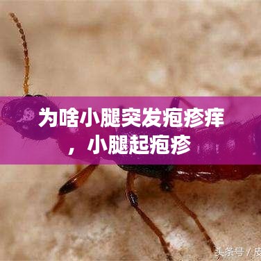 為啥小腿突發(fā)皰疹癢，小腿起皰疹 