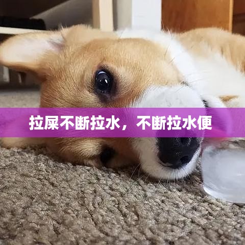 拉屎不斷拉水，不斷拉水便 