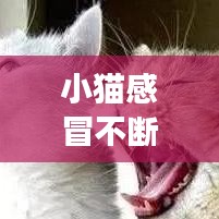 小貓感冒不斷，貓咪感冒斷斷續(xù)續(xù)不好 