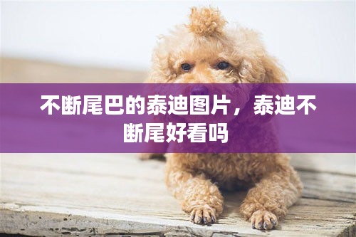 不斷尾巴的泰迪圖片，泰迪不斷尾好看嗎 