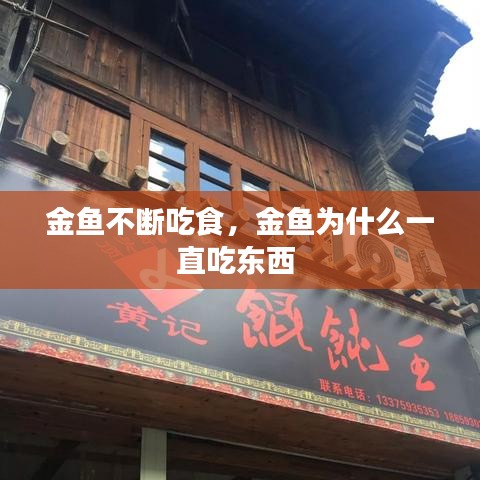 金魚不斷吃食，金魚為什么一直吃東西 