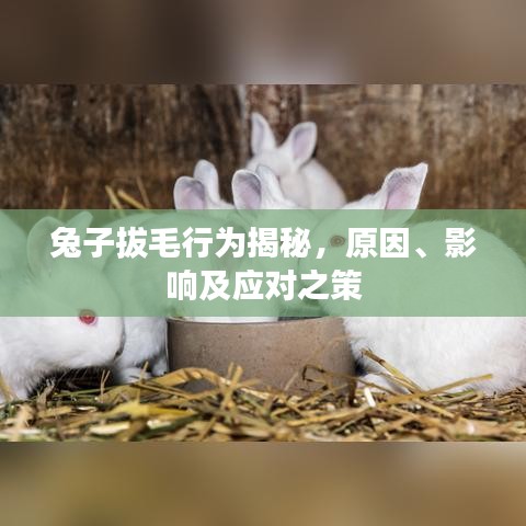 兔子拔毛行為揭秘，原因、影響及應(yīng)對之策