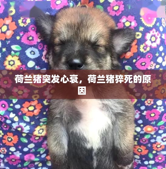 荷蘭豬突發(fā)心衰，荷蘭豬猝死的原因 