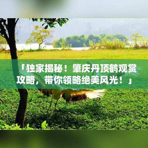「獨家揭秘！肇慶丹頂鶴觀賞攻略，帶你領(lǐng)略絕美風(fēng)光！」