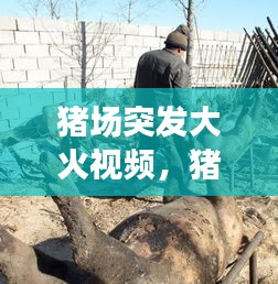 豬場(chǎng)突發(fā)大火視頻，豬場(chǎng)失火2020 