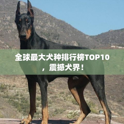全球最大犬種排行榜TOP10，震撼犬界！