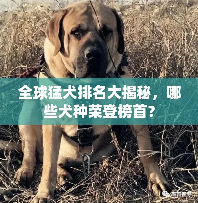 全球猛犬排名大揭秘，哪些犬種榮登榜首？
