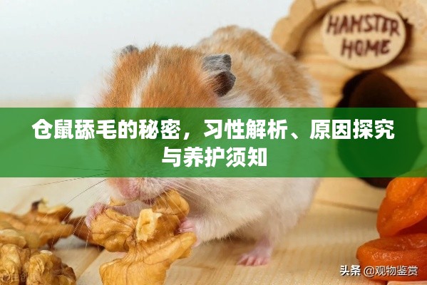 倉(cāng)鼠舔毛的秘密，習(xí)性解析、原因探究與養(yǎng)護(hù)須知