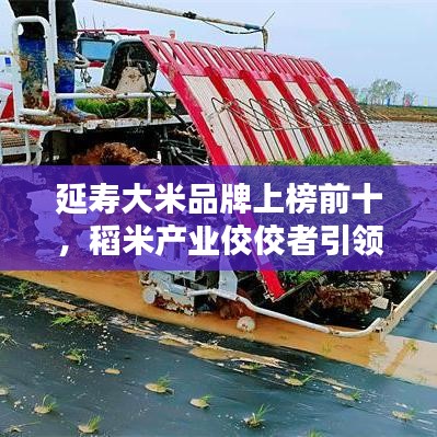延壽大米品牌上榜前十，稻米產業(yè)佼佼者引領風潮