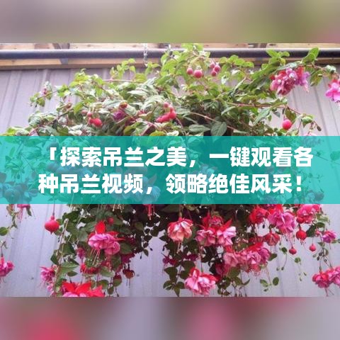 「探索吊蘭之美，一鍵觀看各種吊蘭視頻，領略絕佳風采！」
