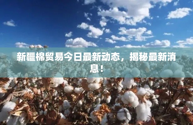 新疆棉貿(mào)易今日最新動(dòng)態(tài)，揭秘最新消息！