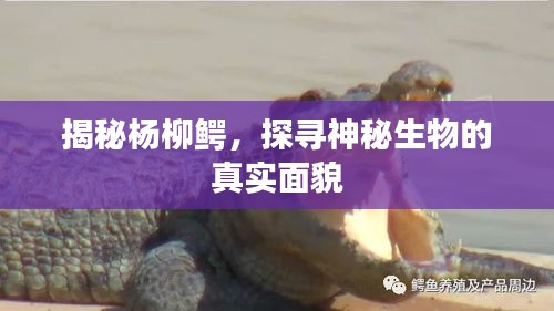揭秘楊柳鱷，探尋神秘生物的真實(shí)面貌