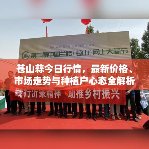 蒼山蒜今日行情，最新價(jià)格、市場走勢與種植戶心態(tài)全解析