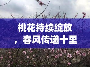桃花持續(xù)綻放，春風(fēng)傳遞十里柔情