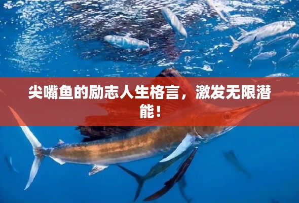尖嘴魚的勵(lì)志人生格言，激發(fā)無限潛能！