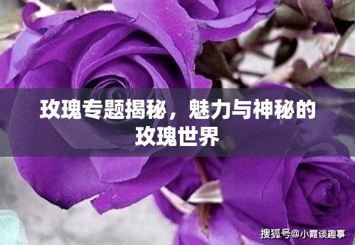 玫瑰專題揭秘，魅力與神秘的玫瑰世界
