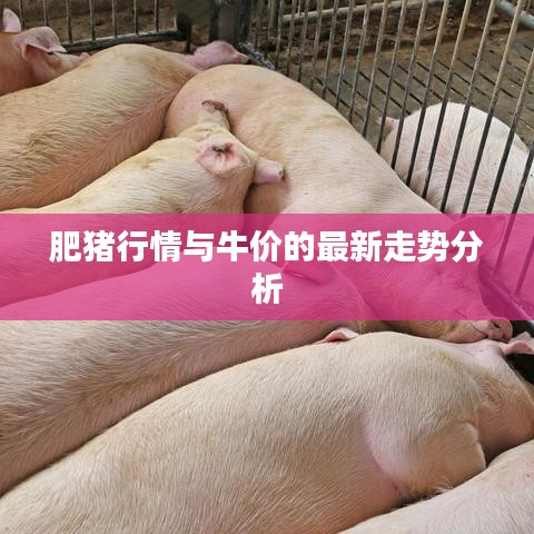 肥豬行情與牛價的最新走勢分析