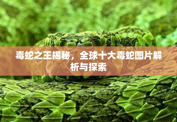 毒蛇之王揭秘，全球十大毒蛇圖片解析與探索