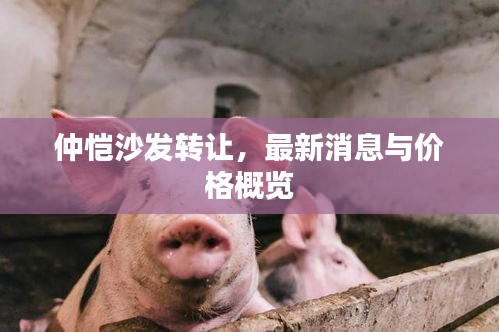 仲愷沙發(fā)轉(zhuǎn)讓，最新消息與價(jià)格概覽