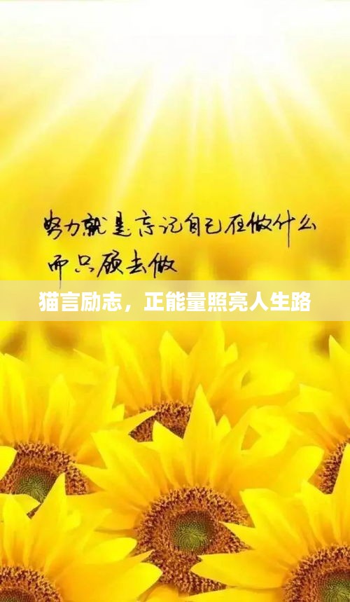 貓言勵(lì)志，正能量照亮人生路