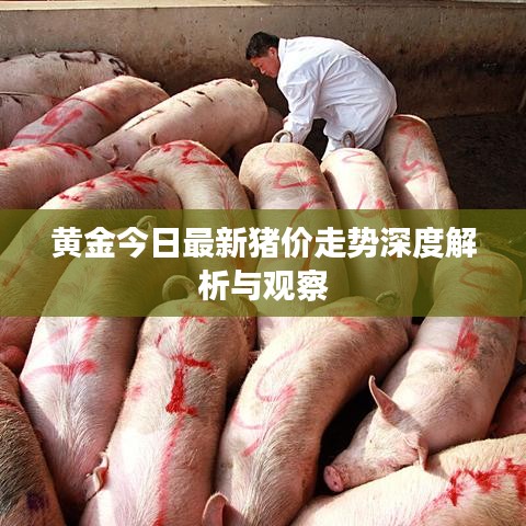 黃金今日最新豬價(jià)走勢深度解析與觀察