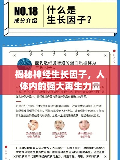 揭秘神經生長因子，人體內的強大再生力量