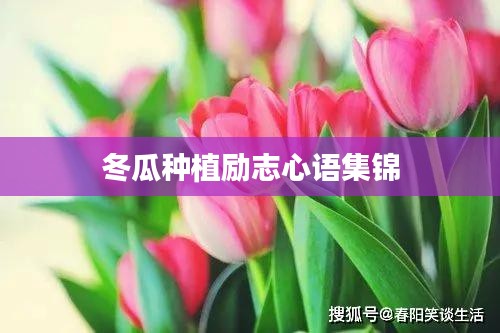 冬瓜種植勵(lì)志心語集錦