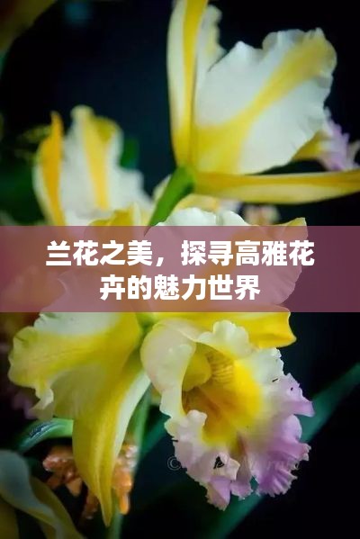 蘭花之美，探尋高雅花卉的魅力世界