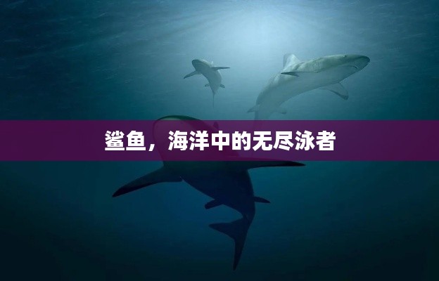 鯊魚，海洋中的無盡泳者