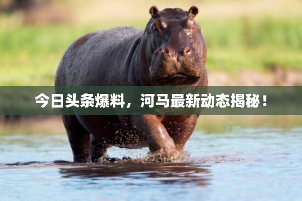今日頭條爆料，河馬最新動態(tài)揭秘！