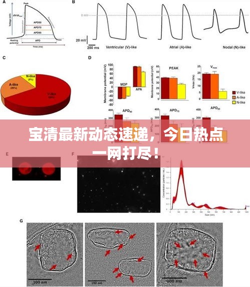 寶清最新動態(tài)速遞，今日熱點一網(wǎng)打盡！