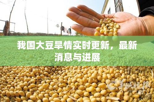 我國大豆旱情實時更新，最新消息與進展