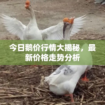 今日鵝價行情大揭秘，最新價格走勢分析