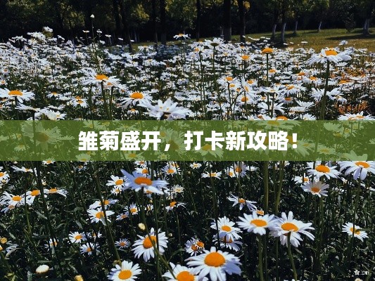 雛菊盛開(kāi)，打卡新攻略！