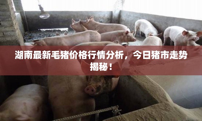 湖南最新毛豬價格行情分析，今日豬市走勢揭秘！